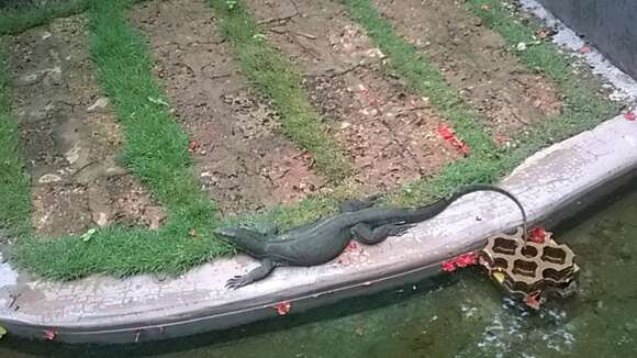 Image of Bengal Monitor Lizard