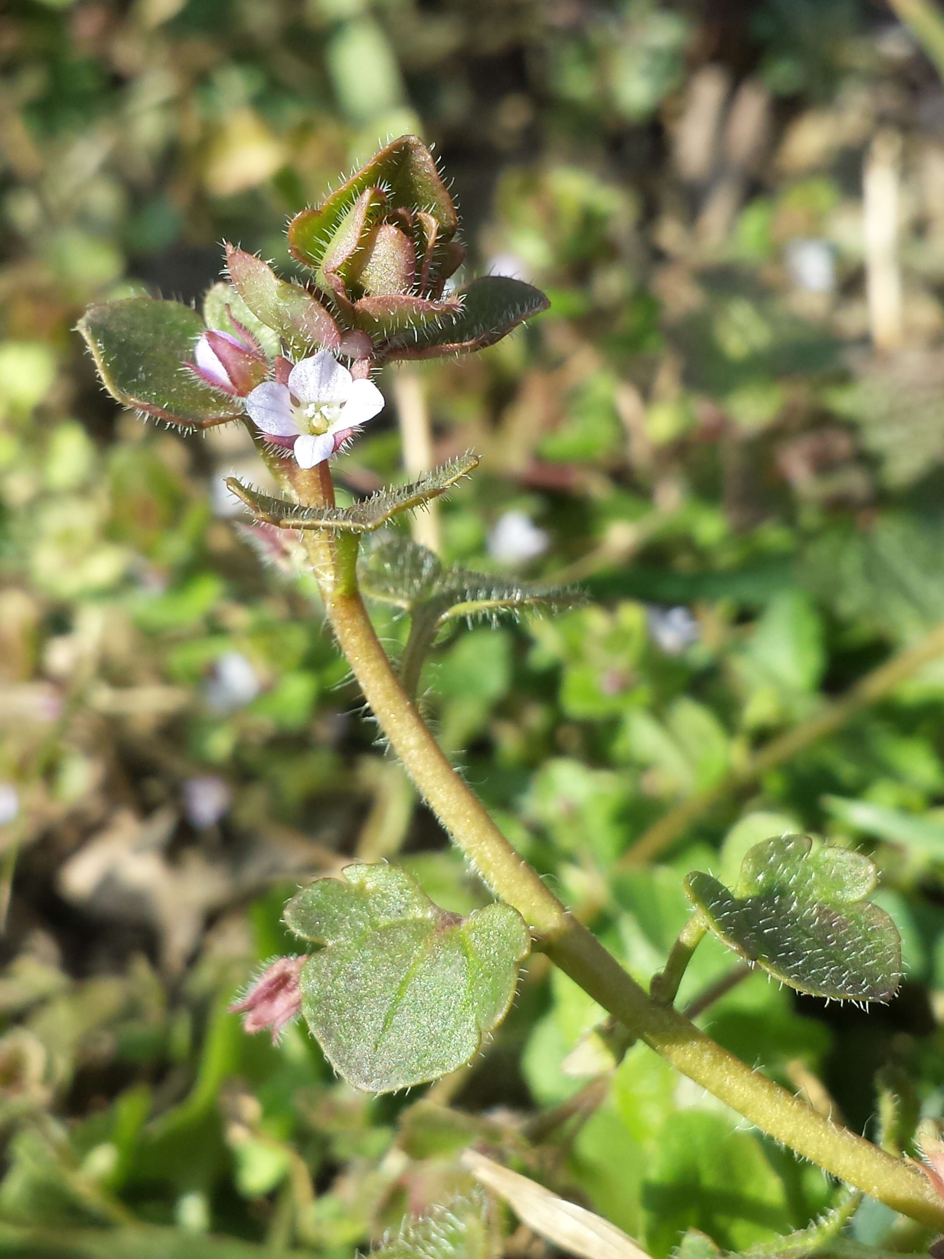 Image of false ivy-leaved speedwell