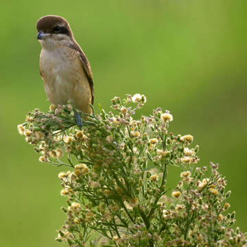 Image of Brown Shrike