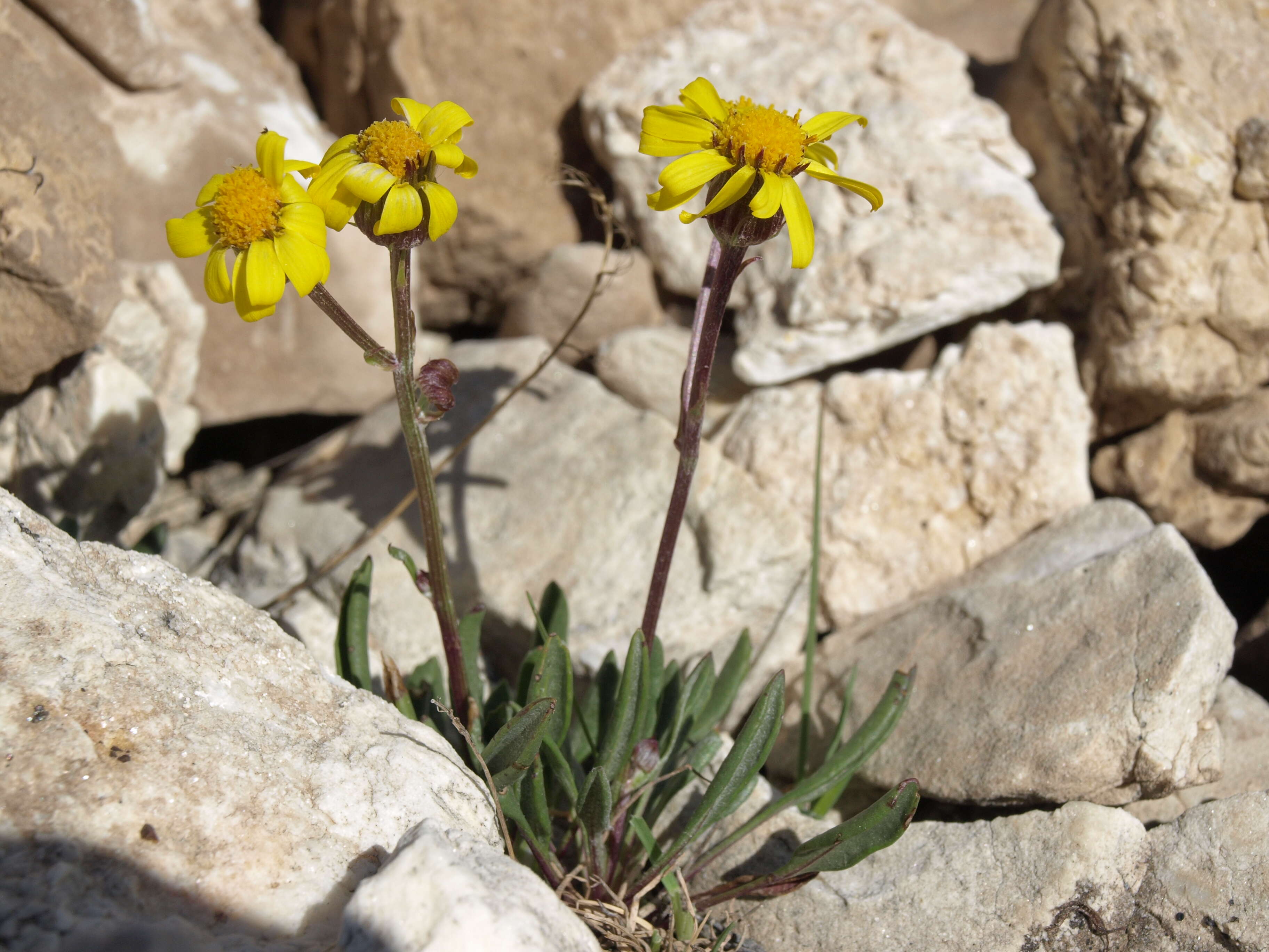 Image of hoary groundsel