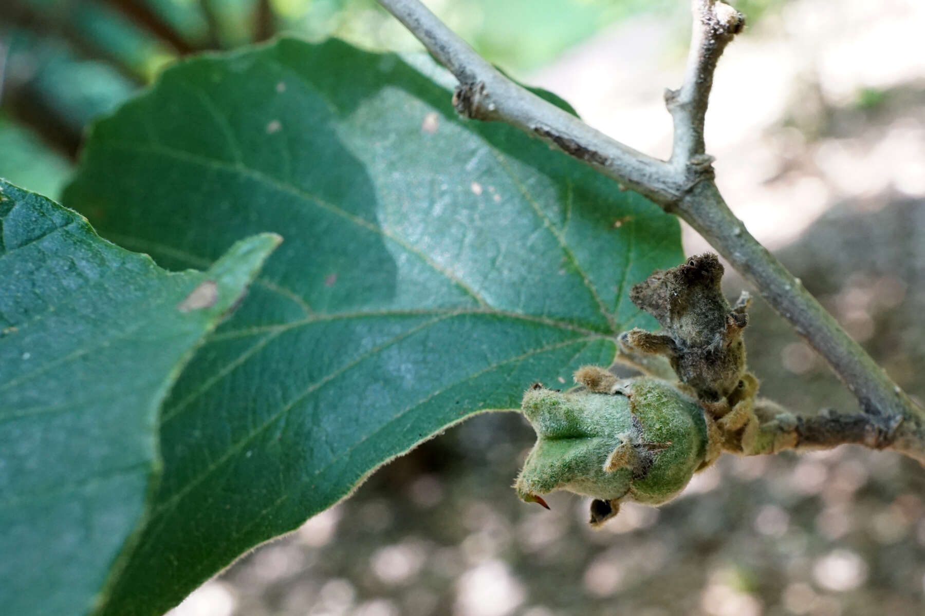 Hamamelis mollis Oliv. resmi