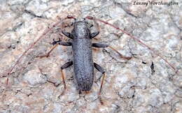 Image of Kulsi teak borer