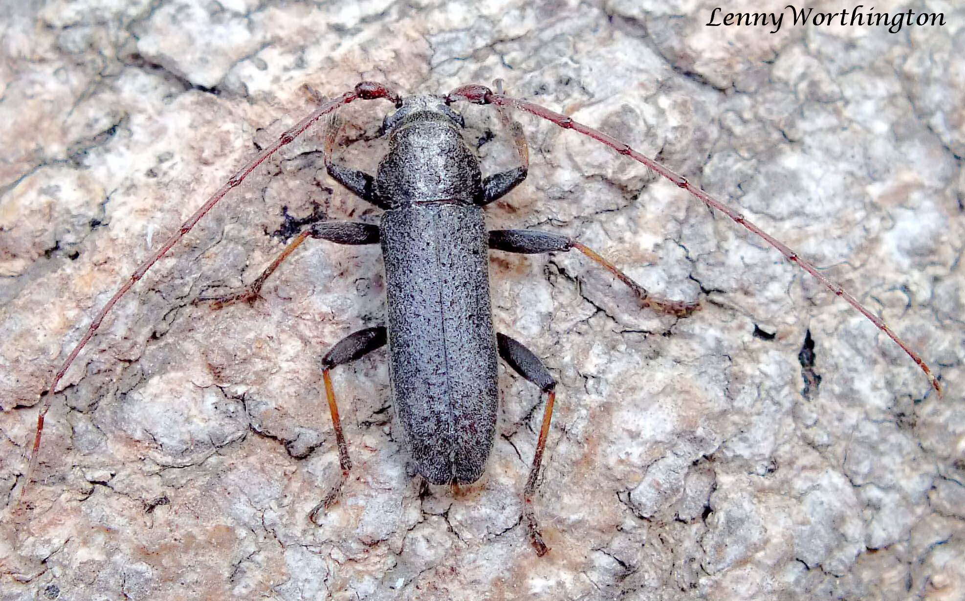 Image of Kulsi teak borer