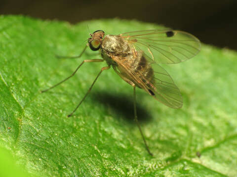 Image of Chrysopilus modestus Loew 1872