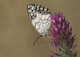 Image of Levantine Marbled White