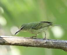 Image of Honeycreeper