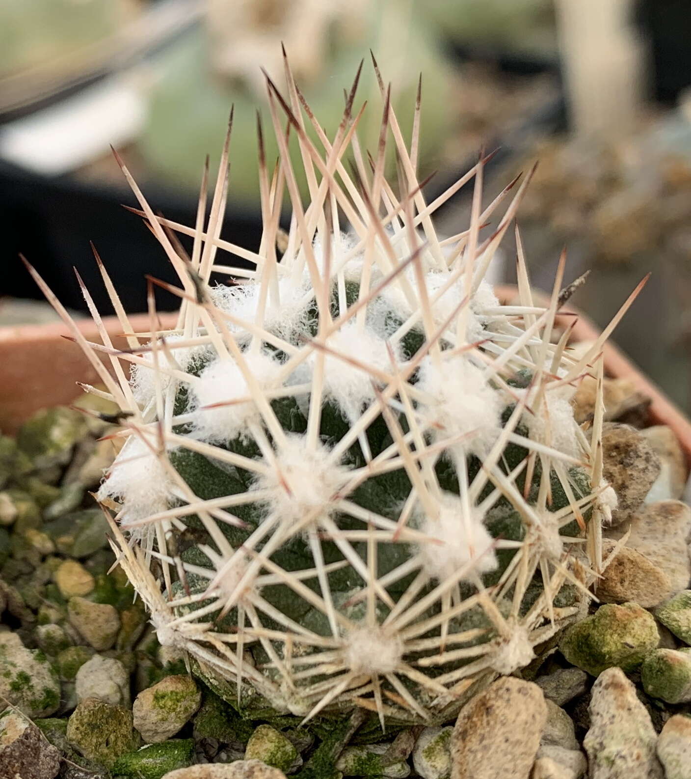 Image of Cochise pincushion cactus