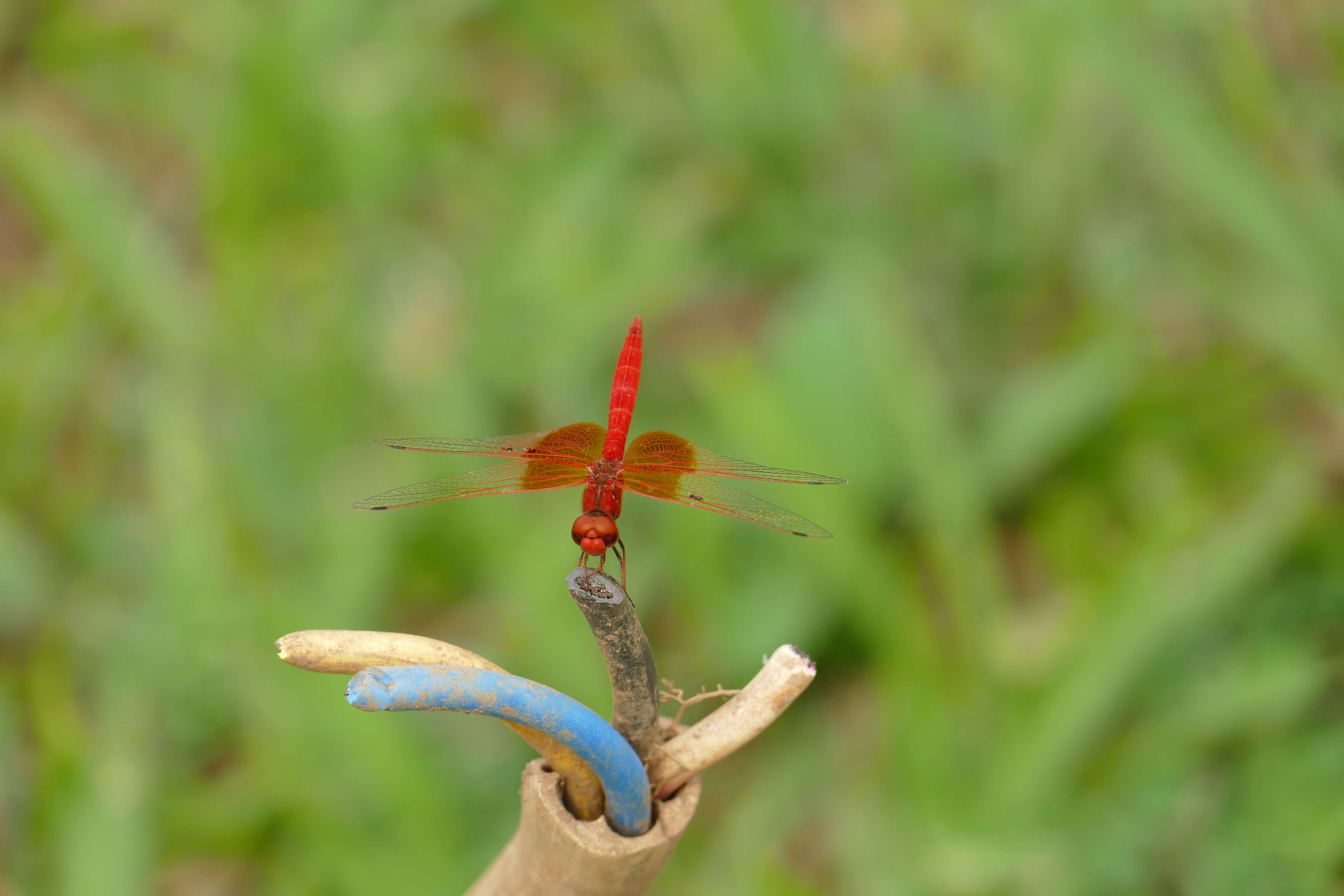 Imagem de Trithemis kirbyi Selys 1891