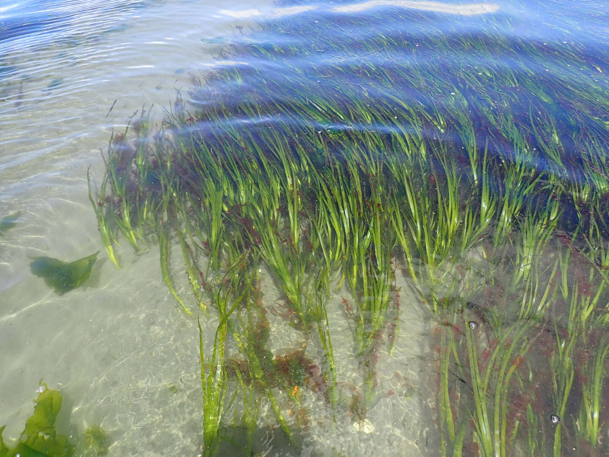 Image of Eelgrass