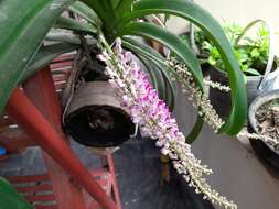 Imagem de Rhynchostylis retusa (L.) Blume