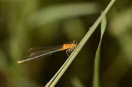 Imagem de Agriocnemis pygmaea (Rambur 1842)