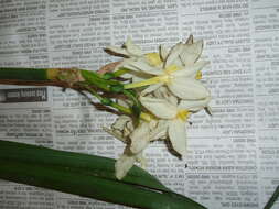 Image of cream narcissus