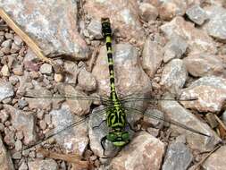 Image of Green-eyed Hooktail