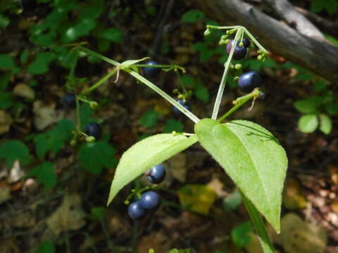 Image of Rubia chinensis Regel & Maack