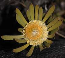 Image of Leucadendron singulare I. Williams