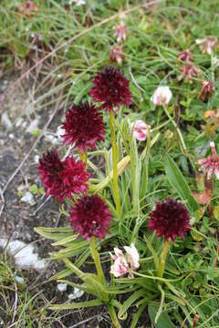 Image of Gymnadenia rhellicani (Teppner & E. Klein) Teppner & E. Klein