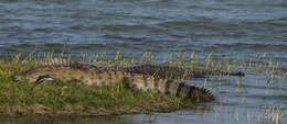 Image of Estuarine Crocodile