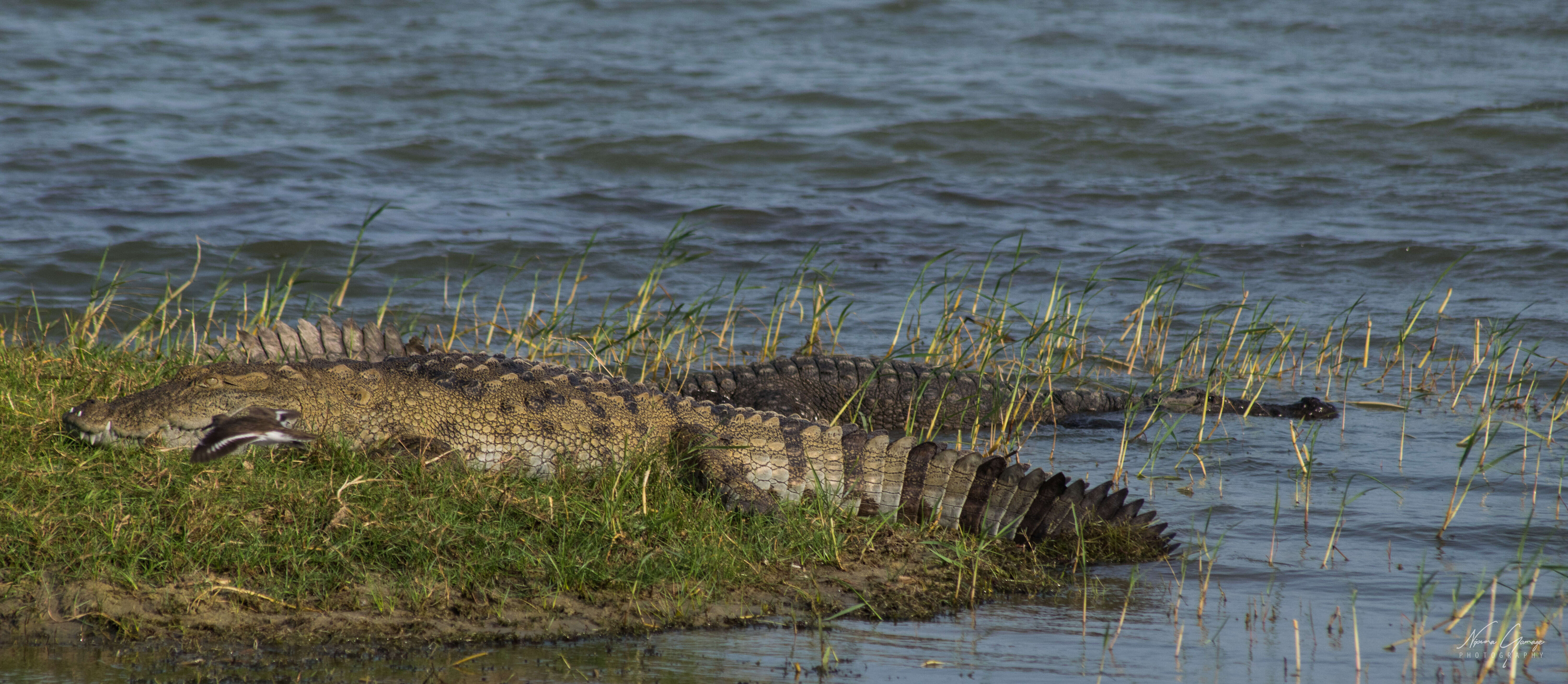 Image of Estuarine Crocodile