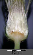 Image of Cabbage Thistle