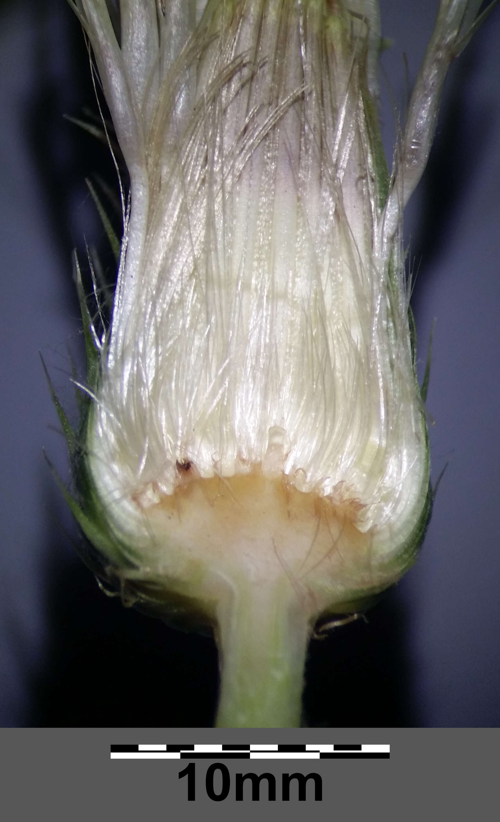 Image of Cabbage Thistle