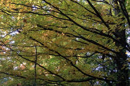 Image of sugar maple