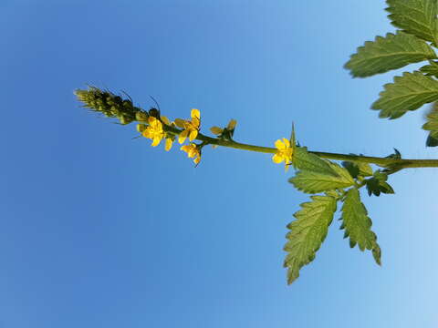 Image of fragrant agrimony