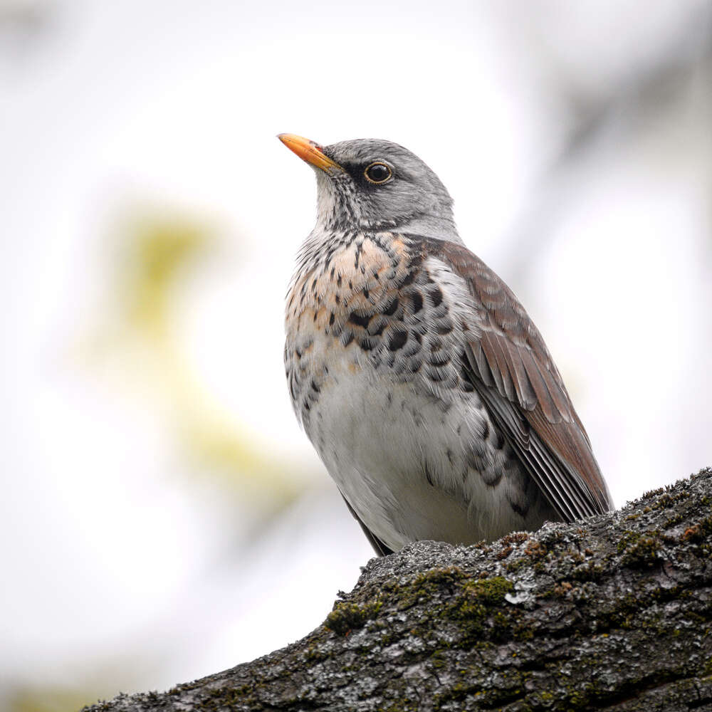 Image of Fieldfare