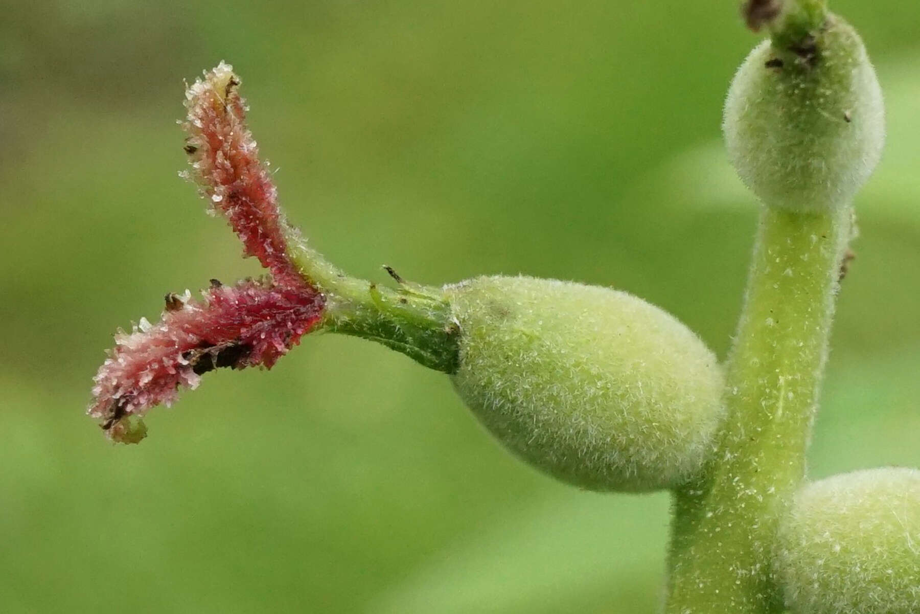 Image of Juglans ailantifolia