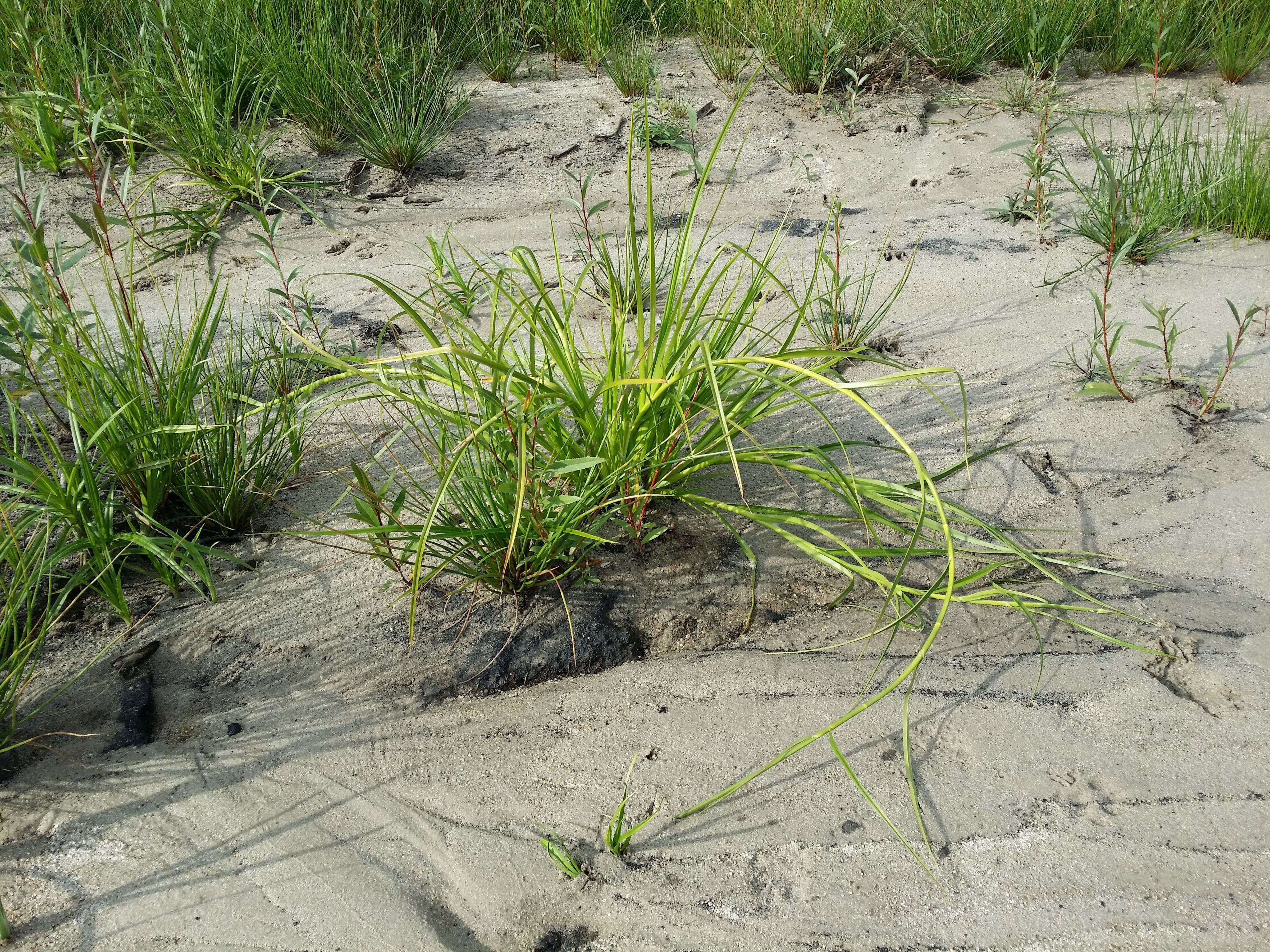 Image of Scirpus radicans Schkuhr