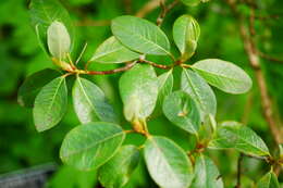 Imagem de Rhododendron cinnabarinum Hook. fil.