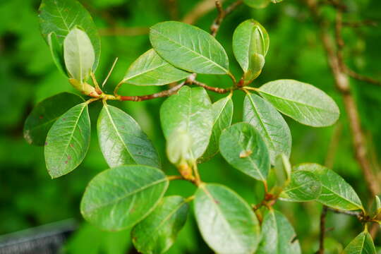 Sivun Rhododendron cinnabarinum Hook. fil. kuva