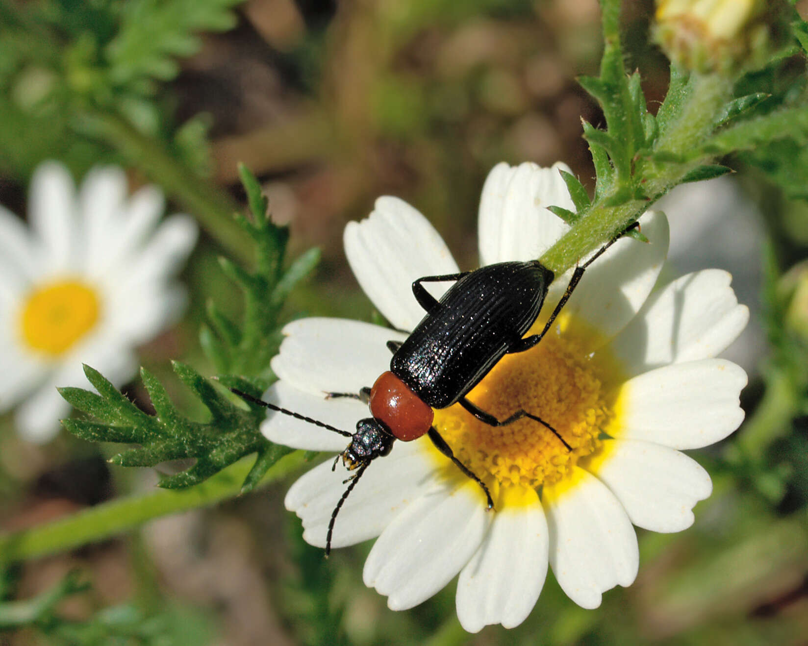 Image of Heliotaurus ruficollis