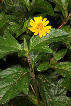 Image of Bay Biscayne creeping-oxeye