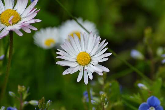 Image of Daisy