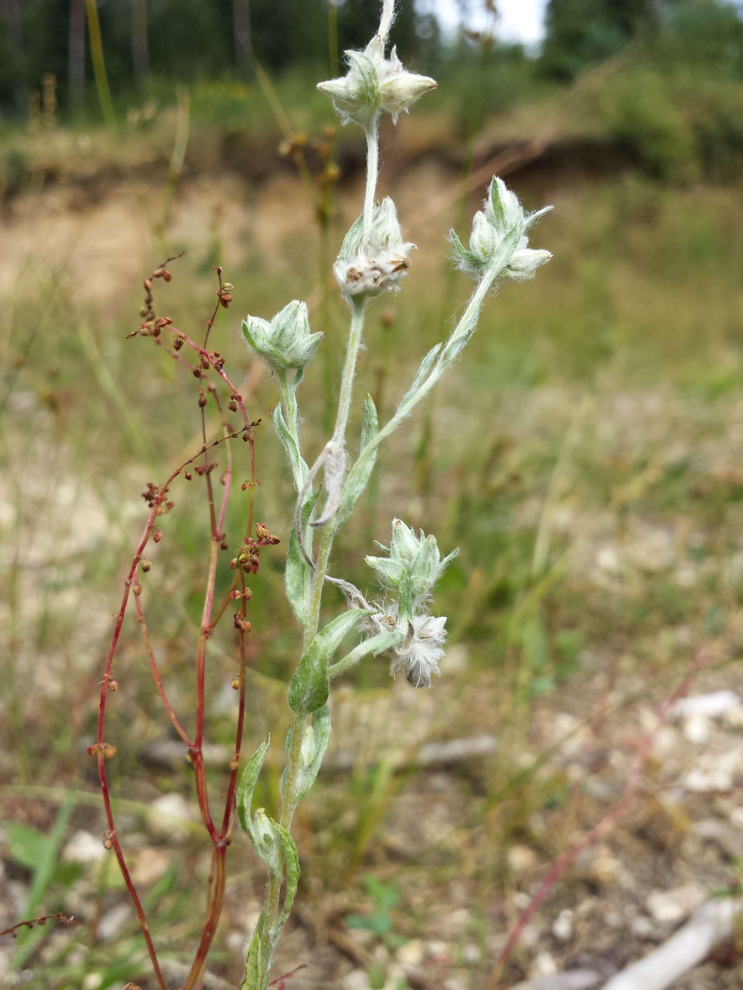 Image of field cudweed