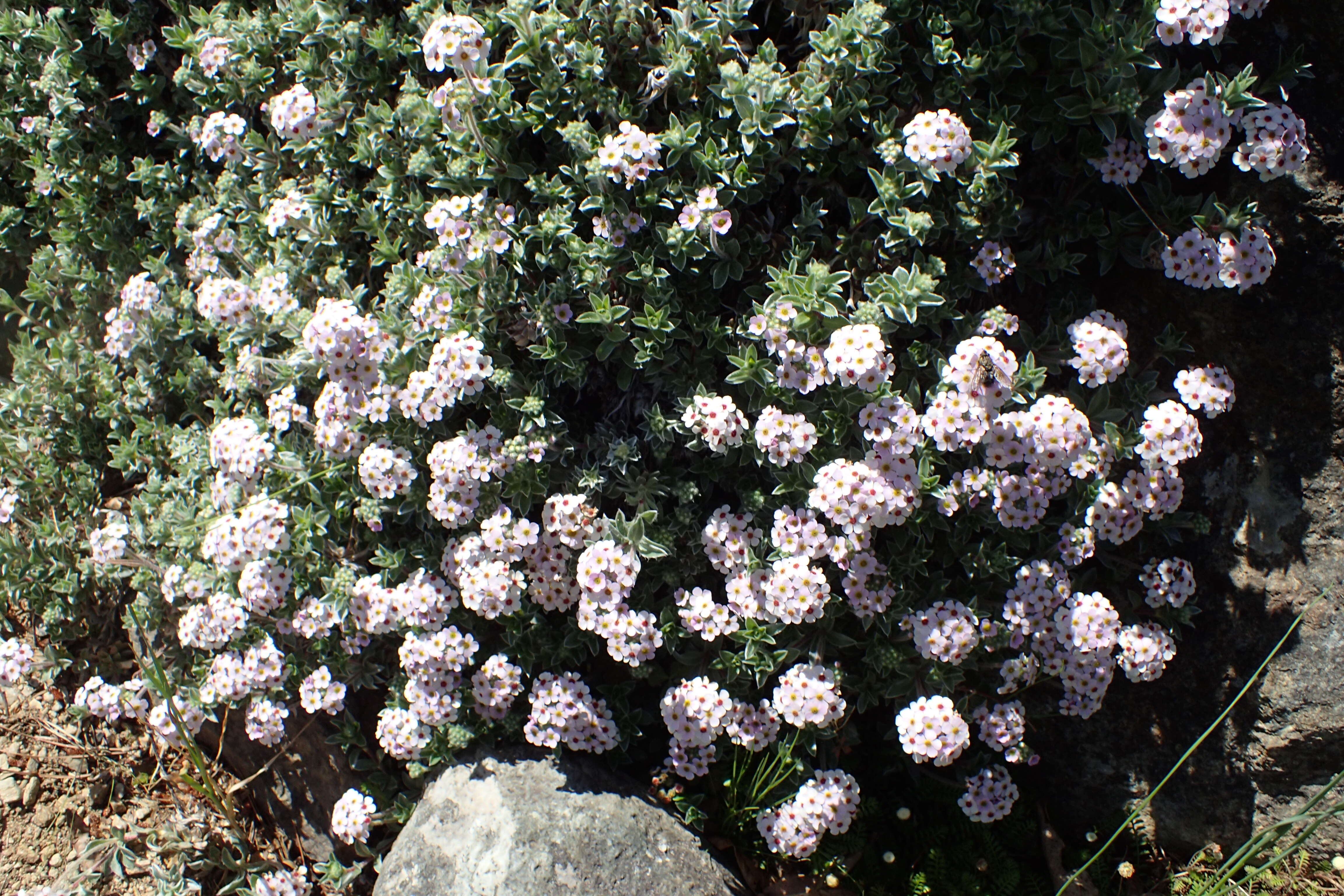 Image of Androsace lanuginosa Wall.