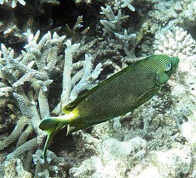 Image of Brown-spotted rabbitfish