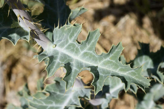 Image of crested pricklypoppy