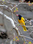 Image of Black-hooded Oriole