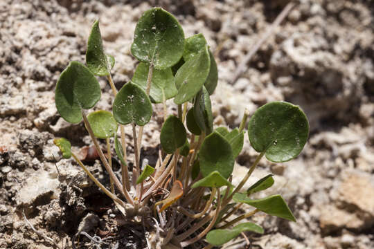 Imagem de Eriogonum gypsophilum Wooton & Standl.