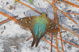 Image of Long-tailed Skipper