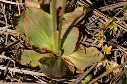 Image of saxifrage