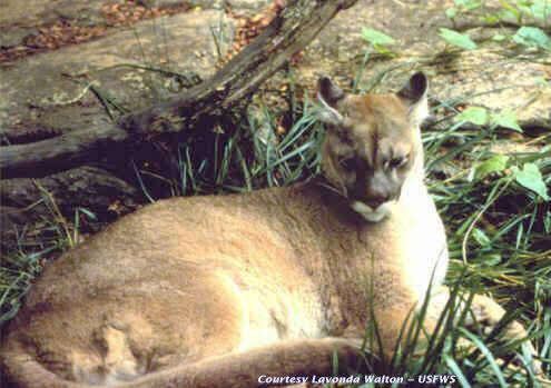 Image of North American cougar