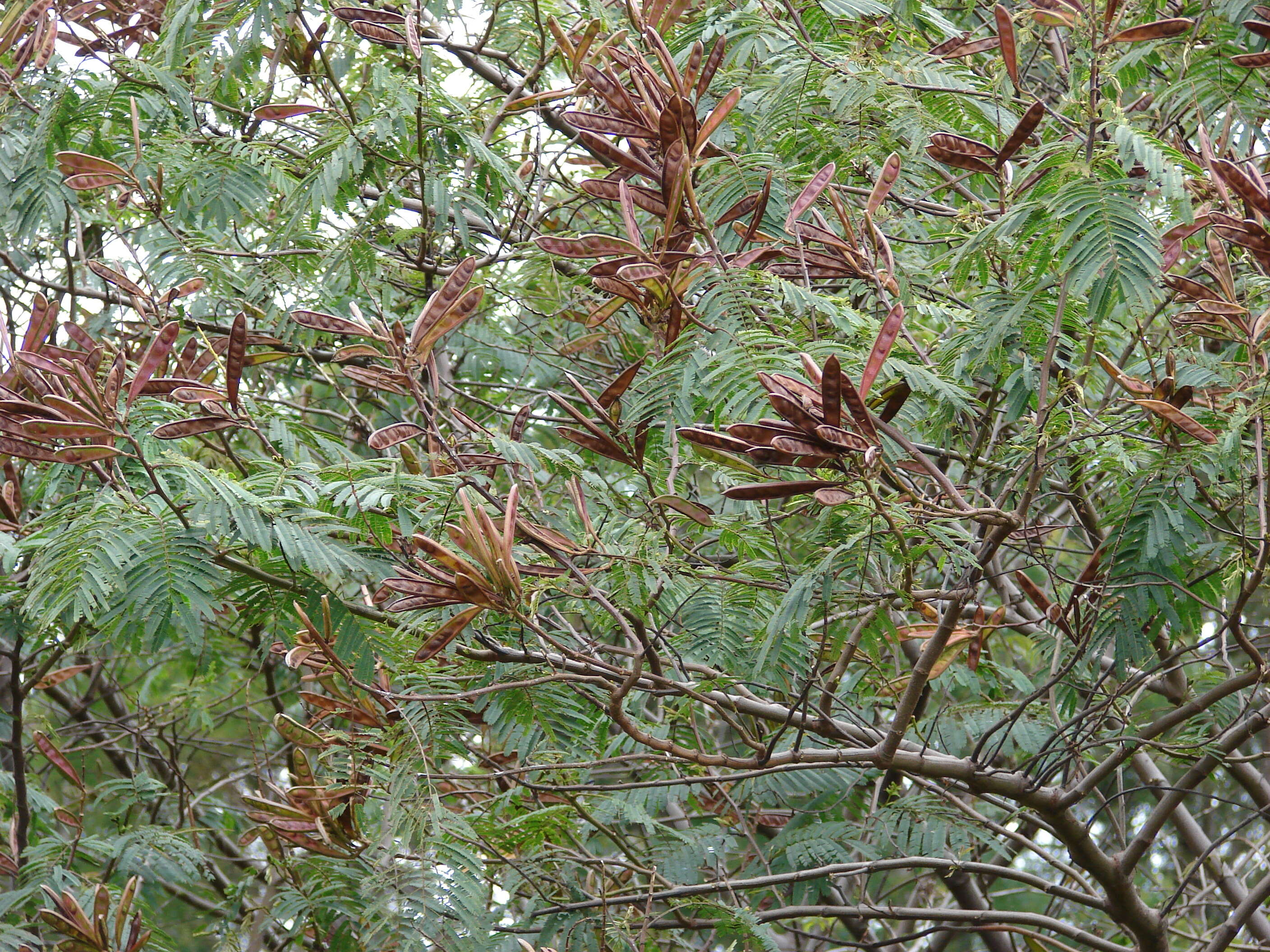 Image de Calliandra houstoniana (Mill.) Standl.