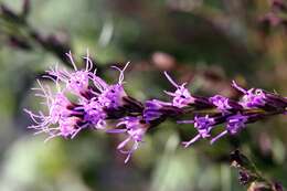 Слика од Liatris microcephala (Small) Schumann