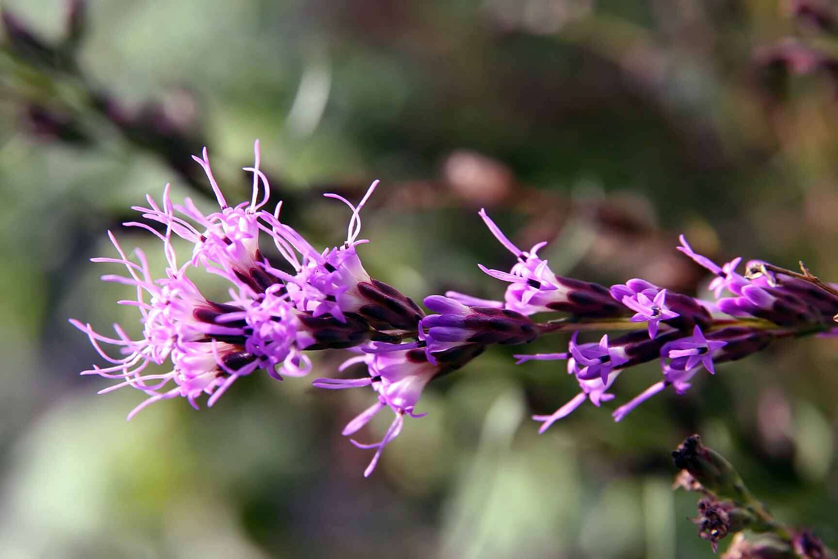 Image of smallhead blazing star