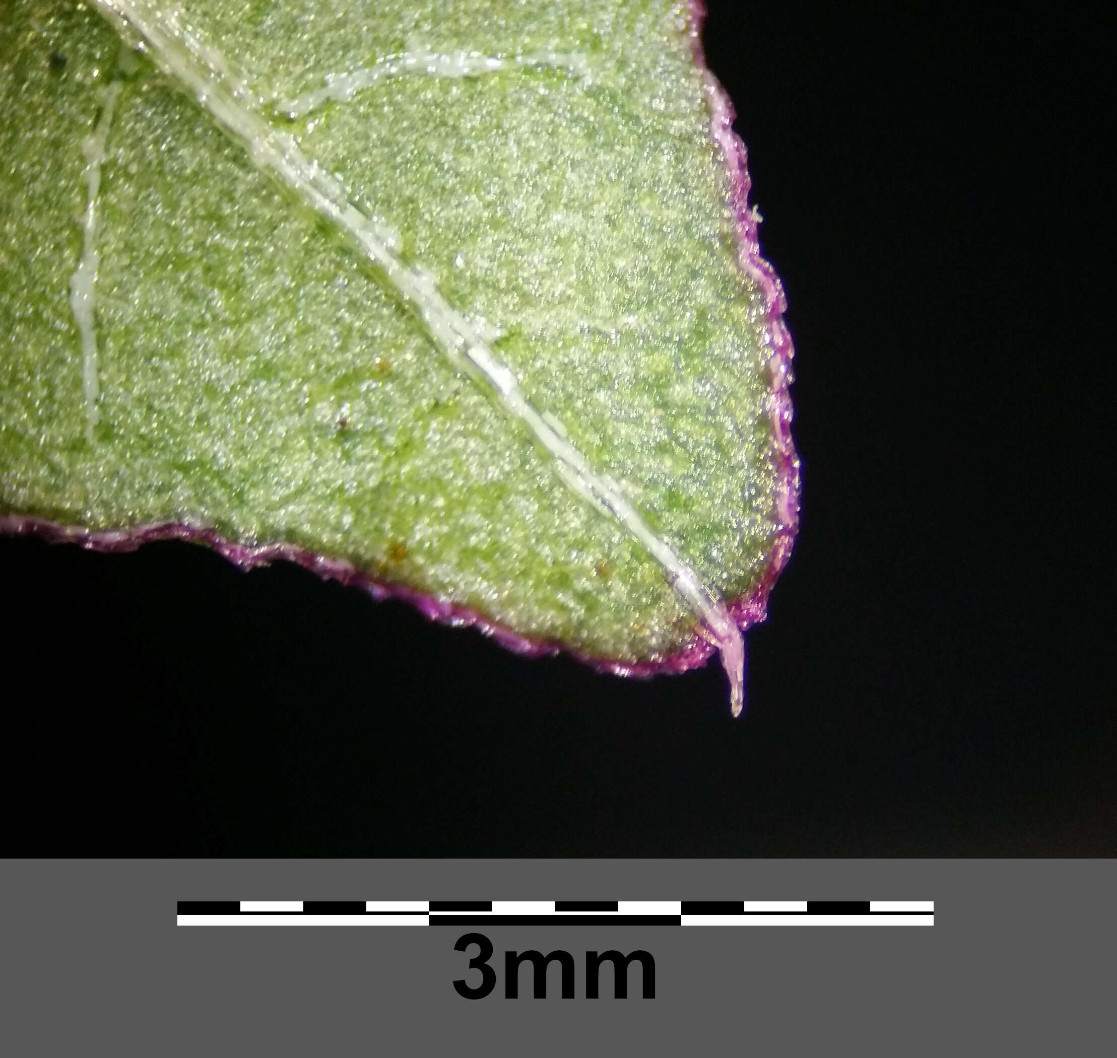 Image of Mediterranean Amaranth