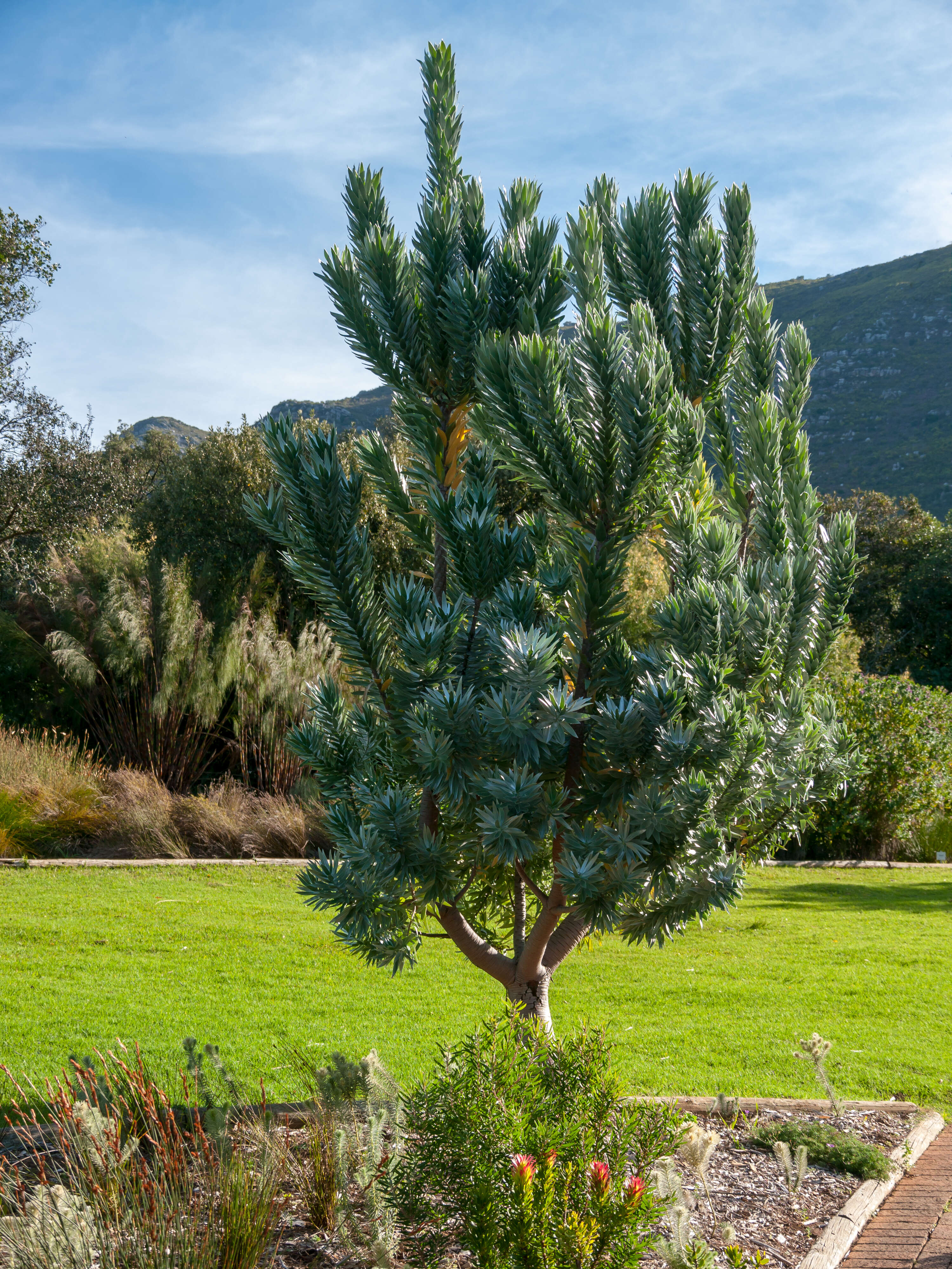 Image de Leucadendron argenteum (L.) R. Br.