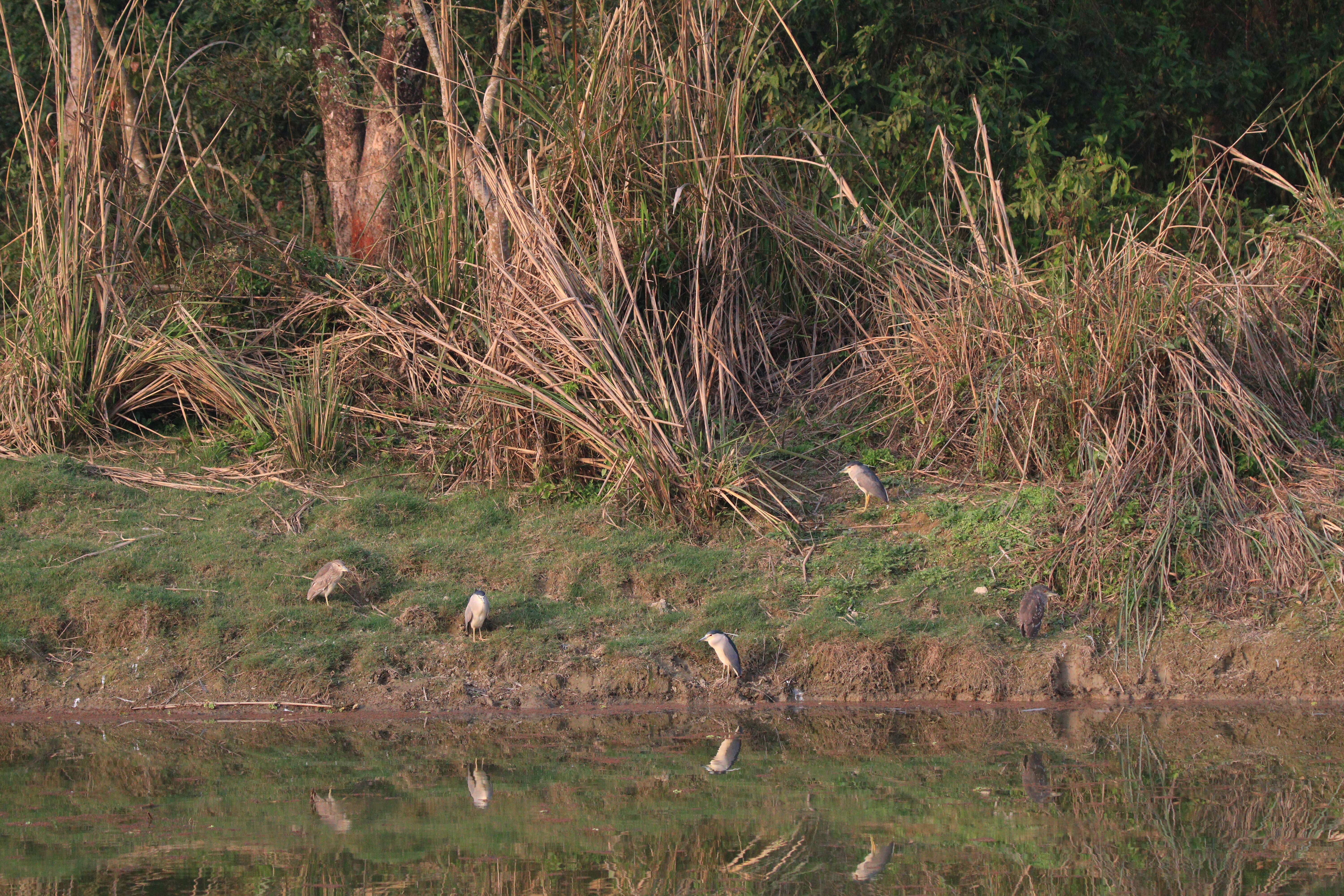 Image of Night Herons