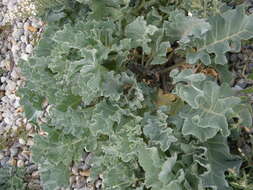 Image of sea kale